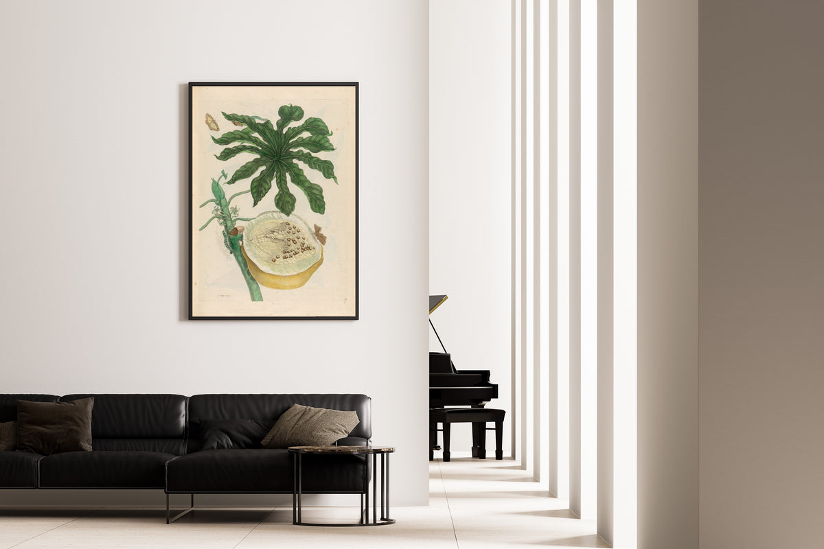 Framed art print of Metamorphosis of the Insects of Surinam: Carica papaya by Maria Sibylla Merian, on the wall of a minimal living room