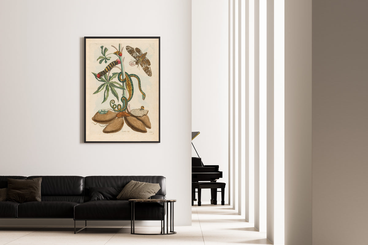 Framed art print of Metamorphosis of the Insects of Surinam: Cassave by Maria Sibylla Merian, on the wall of a minimal living room