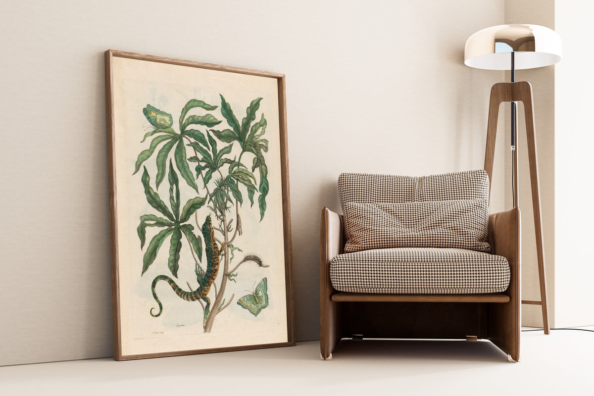 Framed art print of Metamorphosis of the Insects of Surinam: Cassave (with… by Maria Sibylla Merian, leaning against a wall beside an armchair and a floor lamp