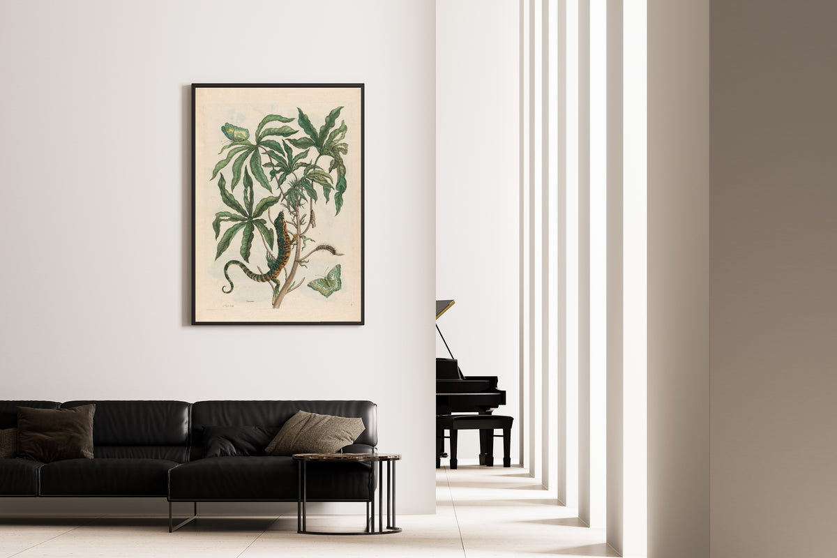 Framed art print of Metamorphosis of the Insects of Surinam: Cassave (with Lizard) by Maria Sibylla Merian, on the wall of a minimal living room