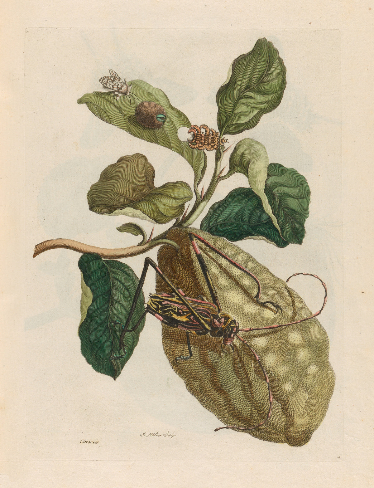 Metamorphosis of the Insects of Surinam: Citronier by Maria Sibylla Merian — A long-horned beetle on a knobbly citron fruit