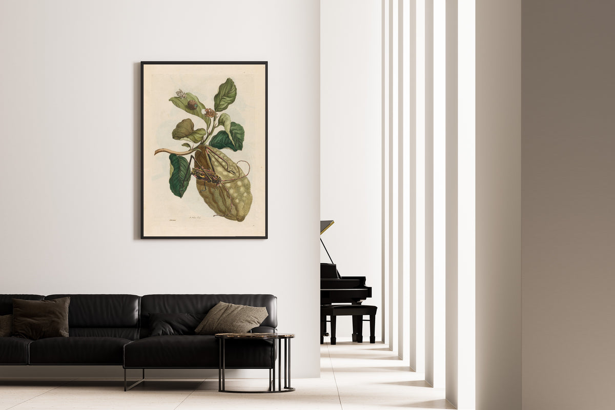 Framed art print of Metamorphosis of the Insects of Surinam: Citronier by Maria Sibylla Merian, on the wall of a minimal living room