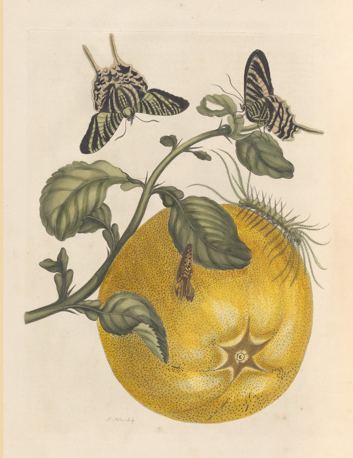 Maria Sibylla Merian — Metamorphosis of the Insects of Surinam: Citrus with Swallowtail Butterflies | Natural History Print