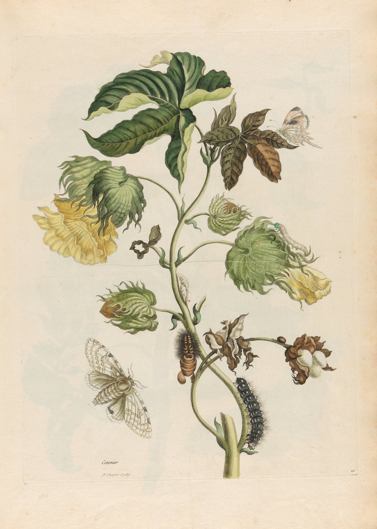 Metamorphosis of the Insects of Surinam: Cotonier by Maria Sibylla Merian — A cotton branch with yellow blooms, open bolls and a spotted moth
