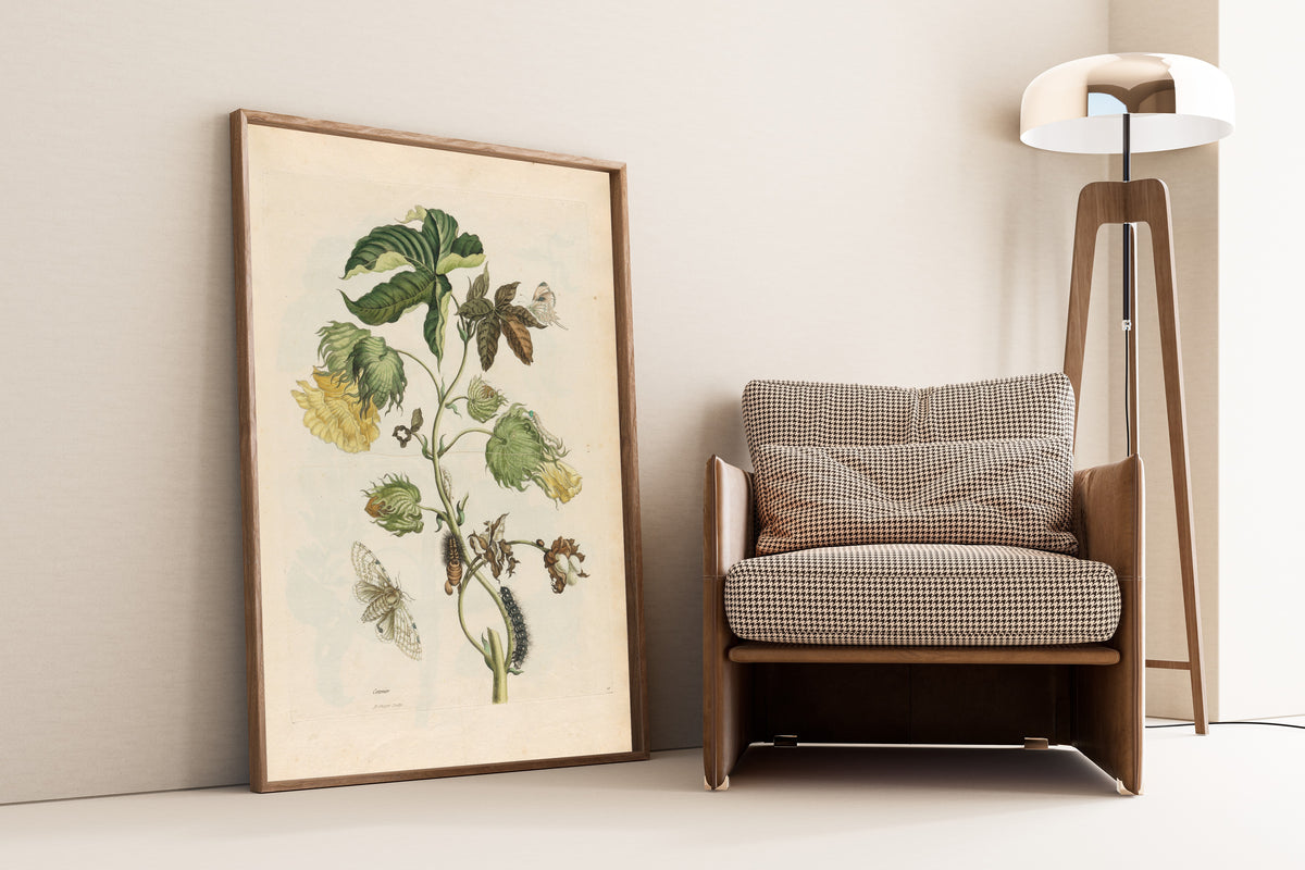 Framed art print of Metamorphosis of the Insects of Surinam: Cotonier by Maria Sibylla Merian, leaning against a wall beside an armchair and a floor lamp