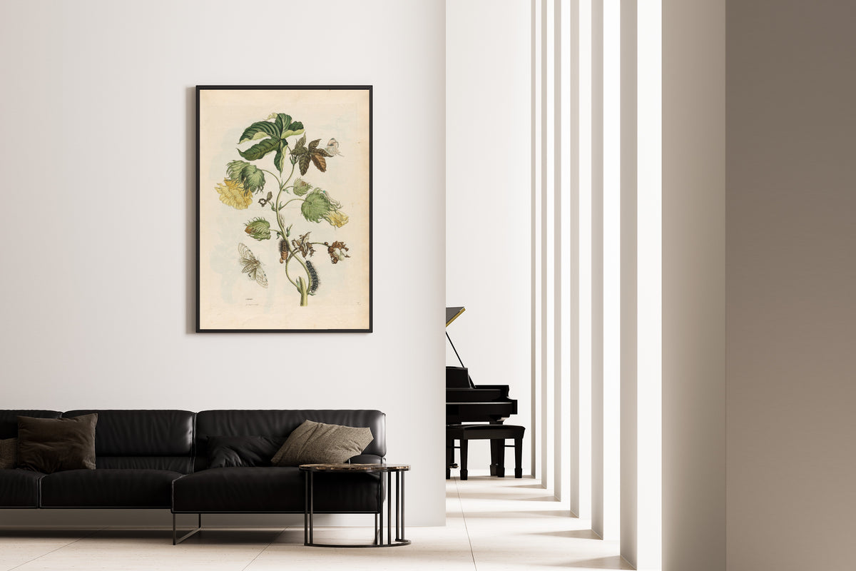 Framed art print of Metamorphosis of the Insects of Surinam: Cotonier by Maria Sibylla Merian, on the wall of a minimal living room