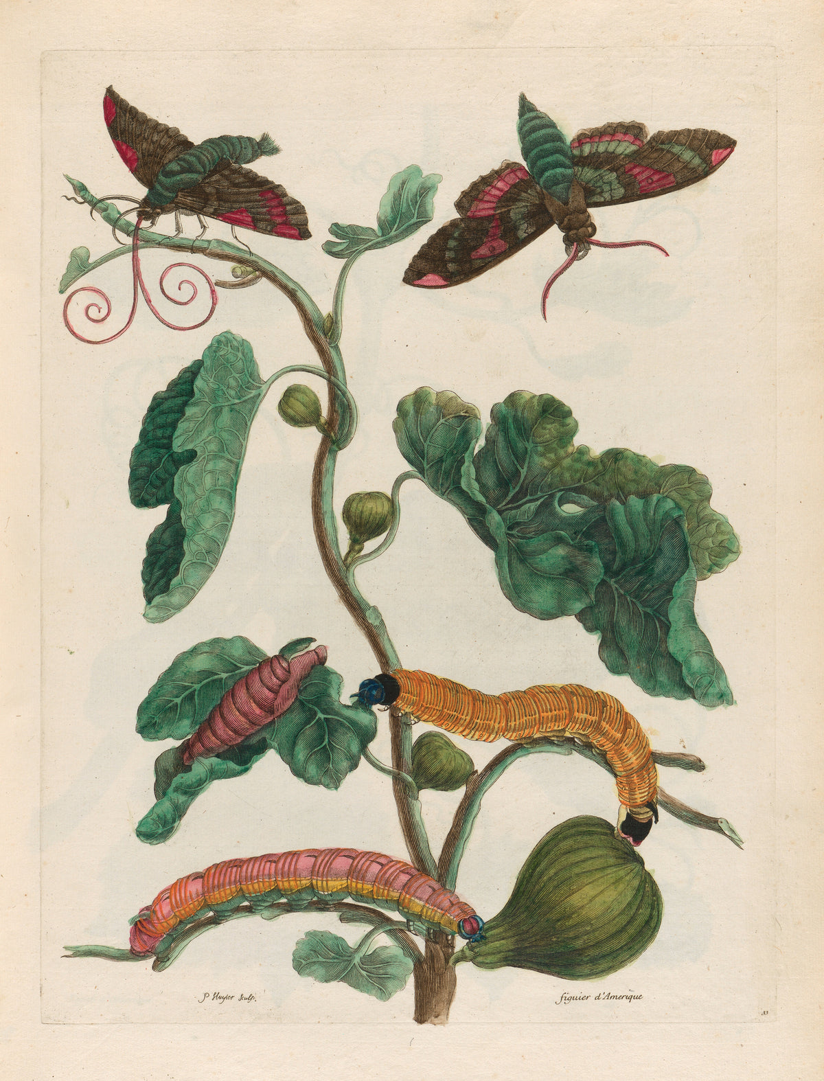 Metamorphosis of the Insects of Surinam: Figuier d’Amerique by Maria Sibylla Merian — Two pink-marked moths and bright caterpillars on a fig branch