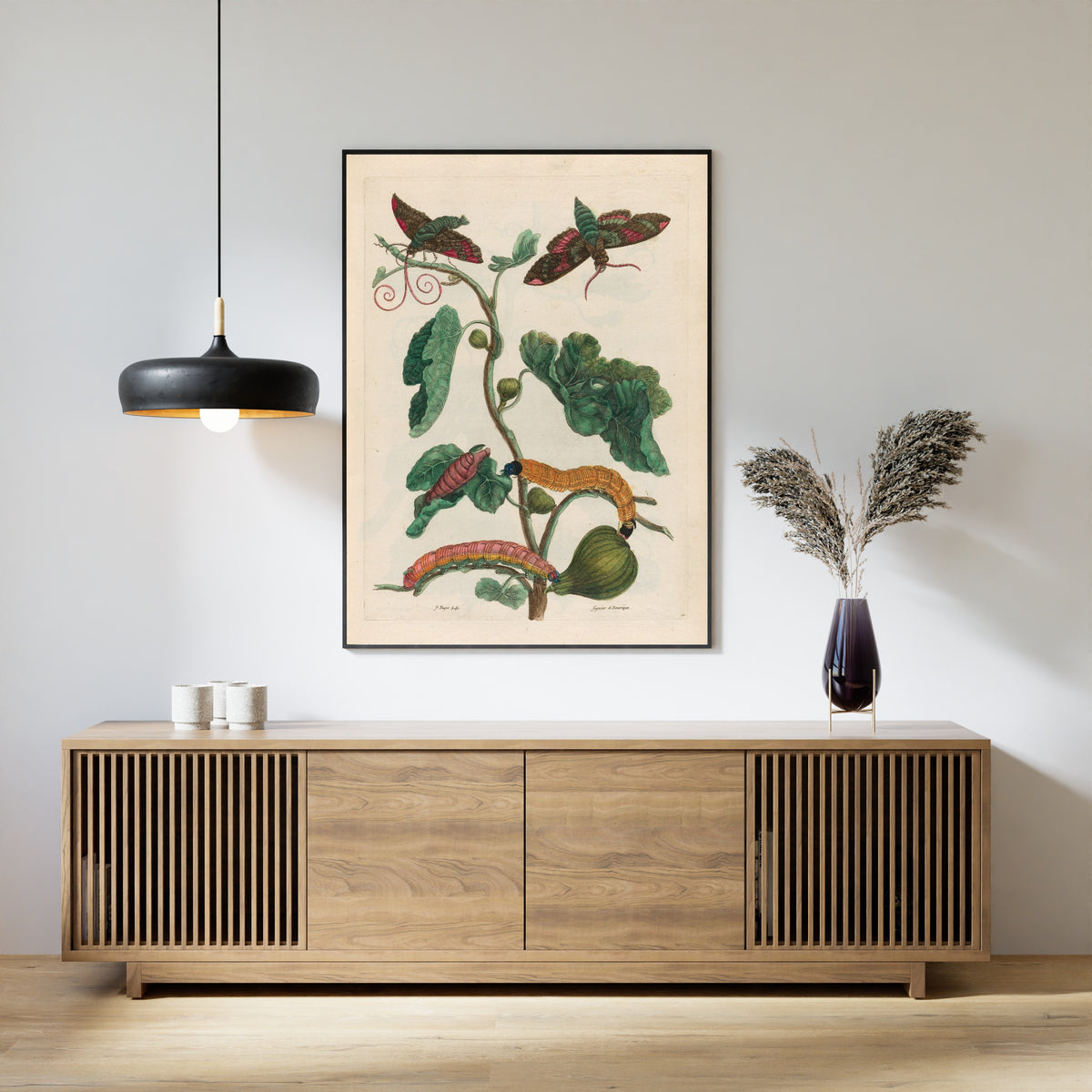 Framed art print of Metamorphosis of the Insects of Surinam: Figuier d’Amerique by Maria Sibylla Merian, above a slatted wood sideboard