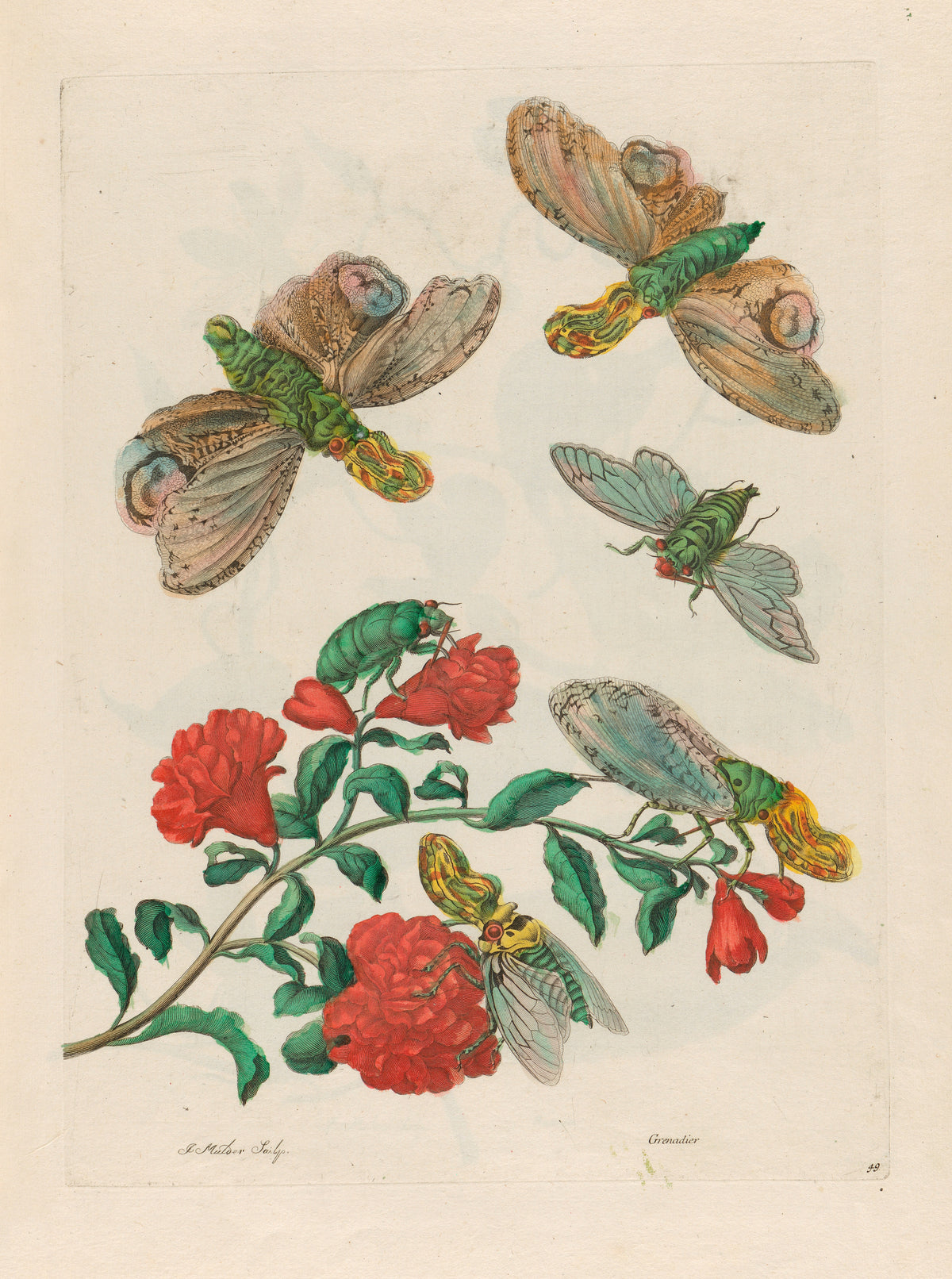 Metamorphosis of the Insects of Surinam: Grenadier by Maria Sibylla Merian — Red pomegranate blossoms with six winged insects