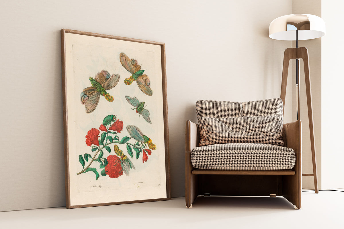 Framed art print of Metamorphosis of the Insects of Surinam: Grenadier by Maria Sibylla Merian, leaning against a wall beside an armchair and a floor lamp