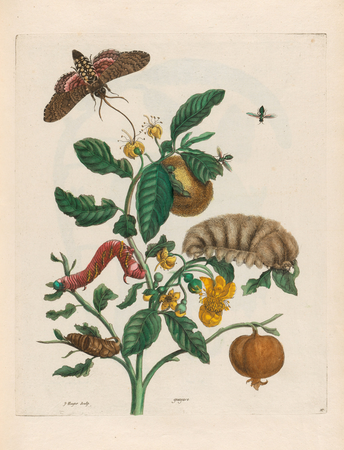Metamorphosis of the Insects of Surinam: Guajare by Maria Sibylla Merian — Yellow blossoms, a round fruit, a large moth and two caterpillars