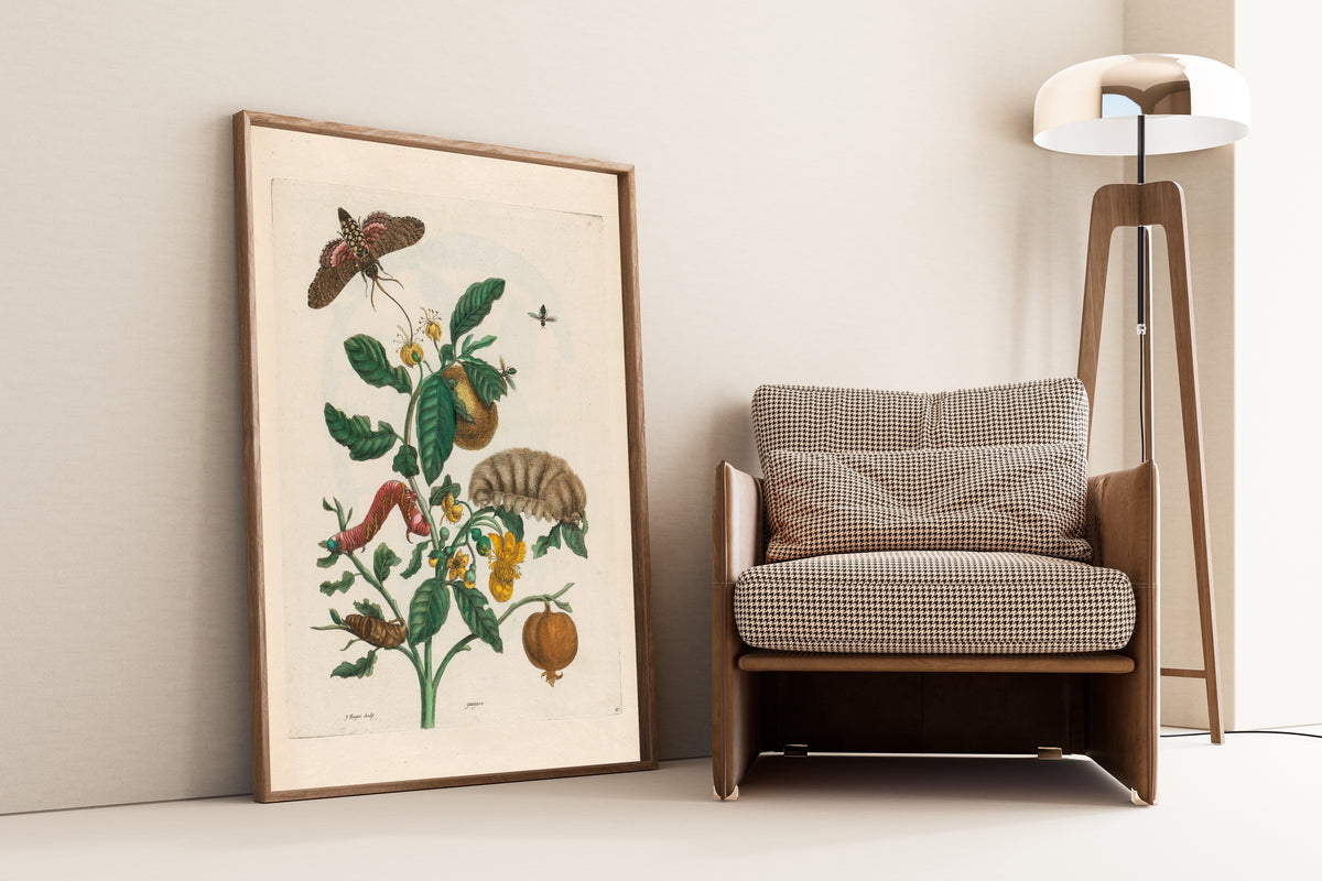 Framed art print of Metamorphosis of the Insects of Surinam: Guajare by Maria Sibylla Merian, leaning against a wall beside an armchair and a floor lamp