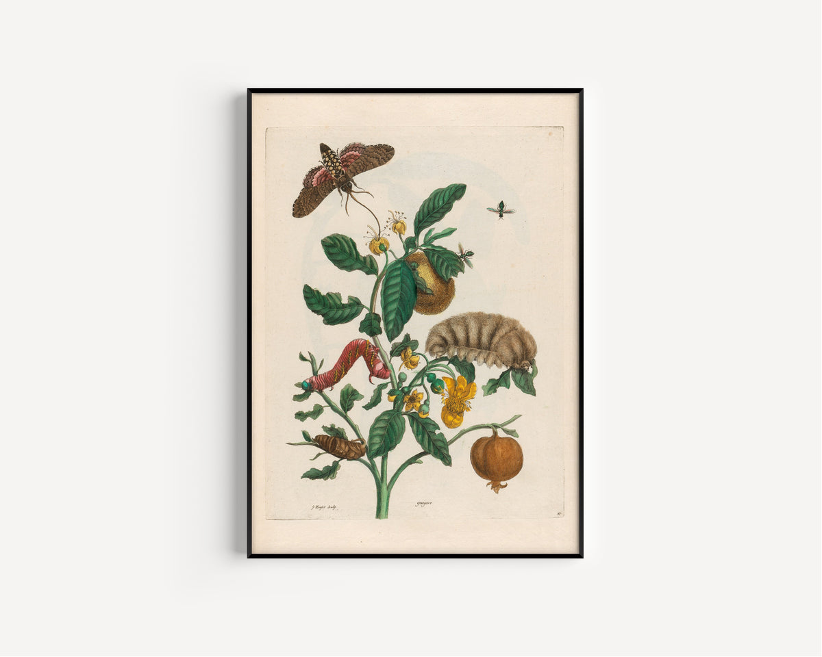 Framed art print of Metamorphosis of the Insects of Surinam: Guajare by Maria Sibylla Merian, in a slim black frame on a plain white wall