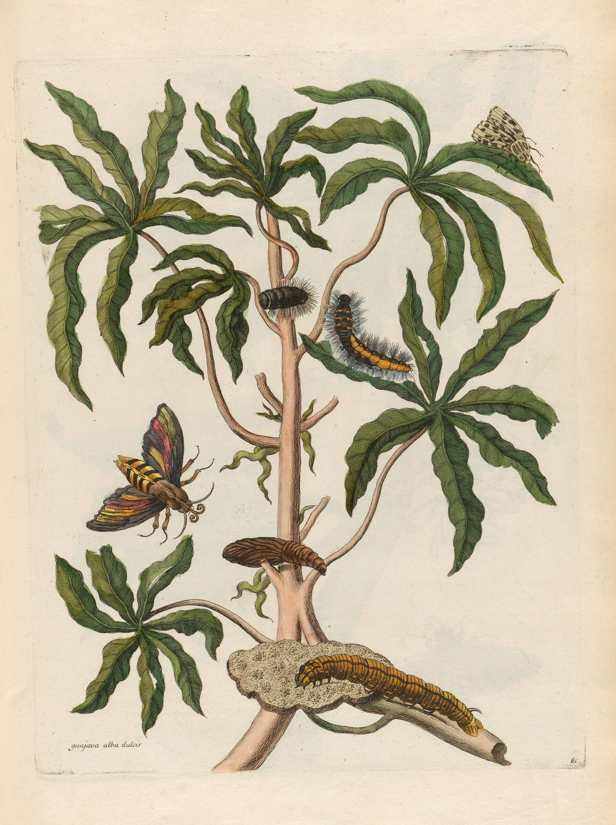 Metamorphosis of the Insects of Surinam: Guajava alba dulcis by Maria Sibylla Merian — Two moths and two caterpillars among lobed leaves on a tall stem