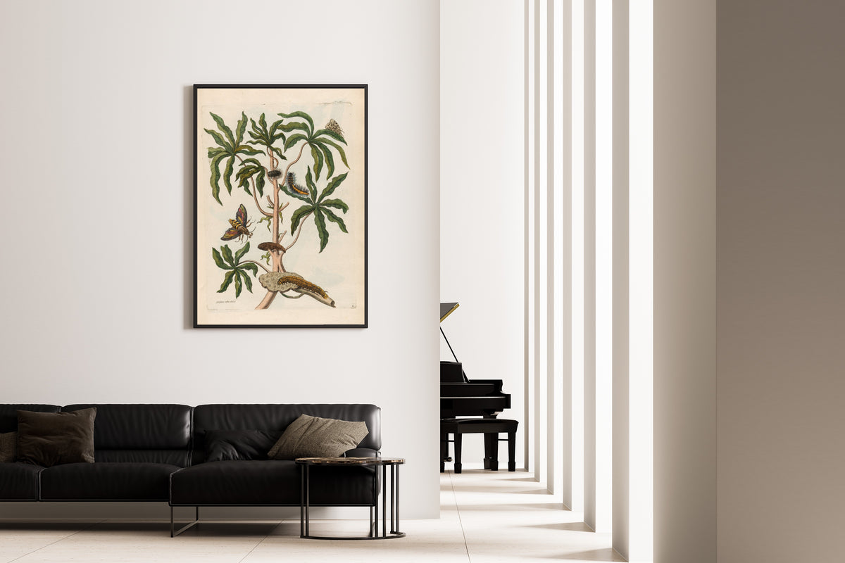 Framed art print of Metamorphosis of the Insects of Surinam: Guajava alba dulcis by Maria Sibylla Merian, on the wall of a minimal living room