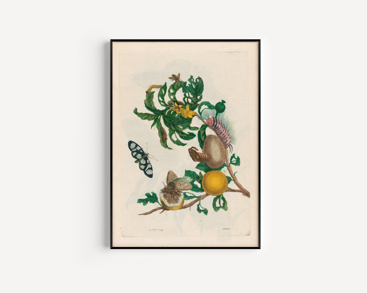 Framed art print of Metamorphosis of the Insects of Surinam: Guajaves by Maria Sibylla Merian, in a slim black frame on a plain white wall