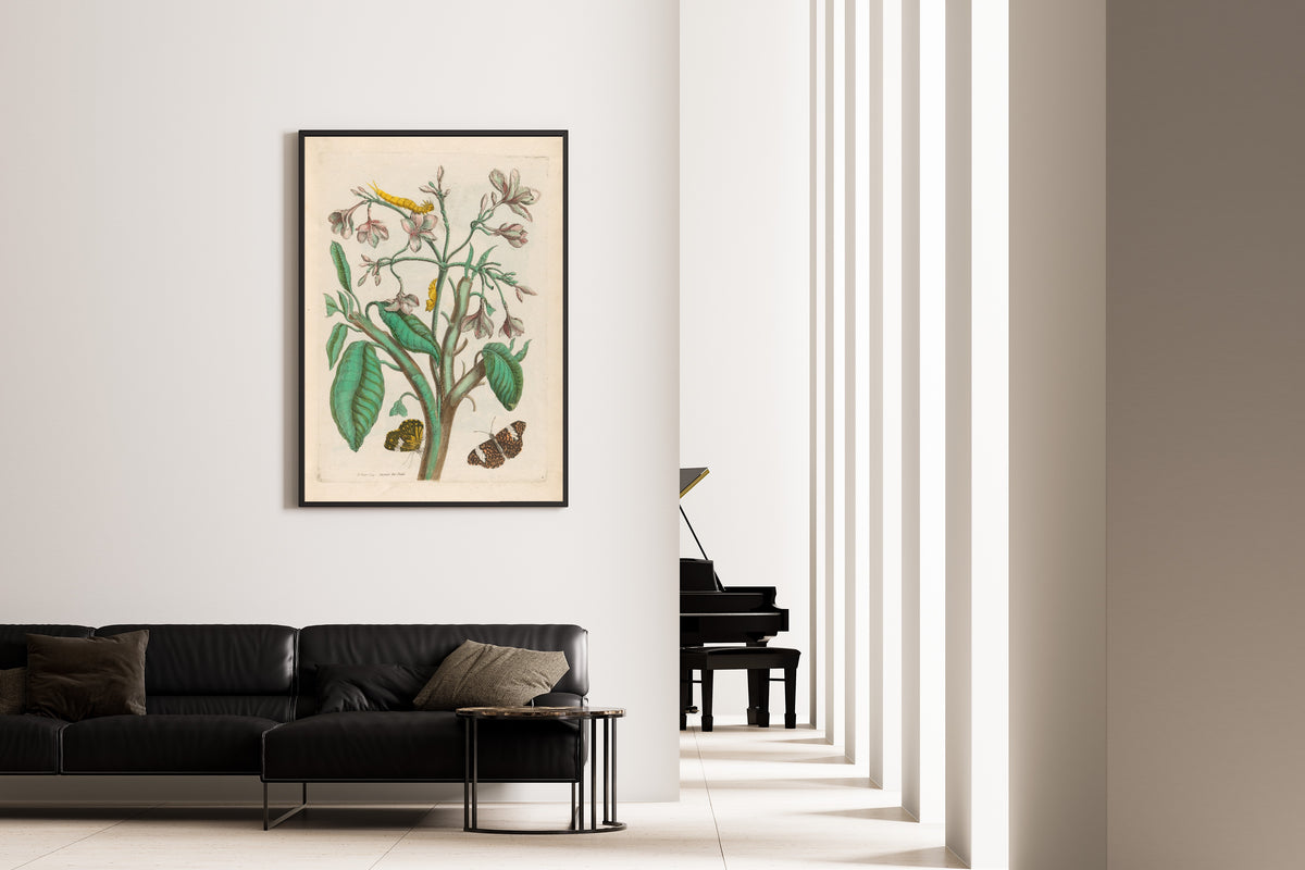 Framed art print of Metamorphosis of the Insects of Surinam: Jasmin des Indes by Maria Sibylla Merian, on the wall of a minimal living room