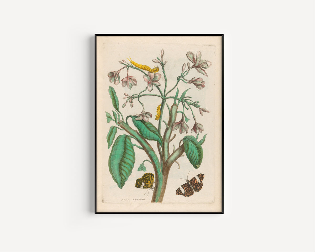 Framed art print of Metamorphosis of the Insects of Surinam: Jasmin des Indes by Maria Sibylla Merian, in a slim black frame on a plain white wall