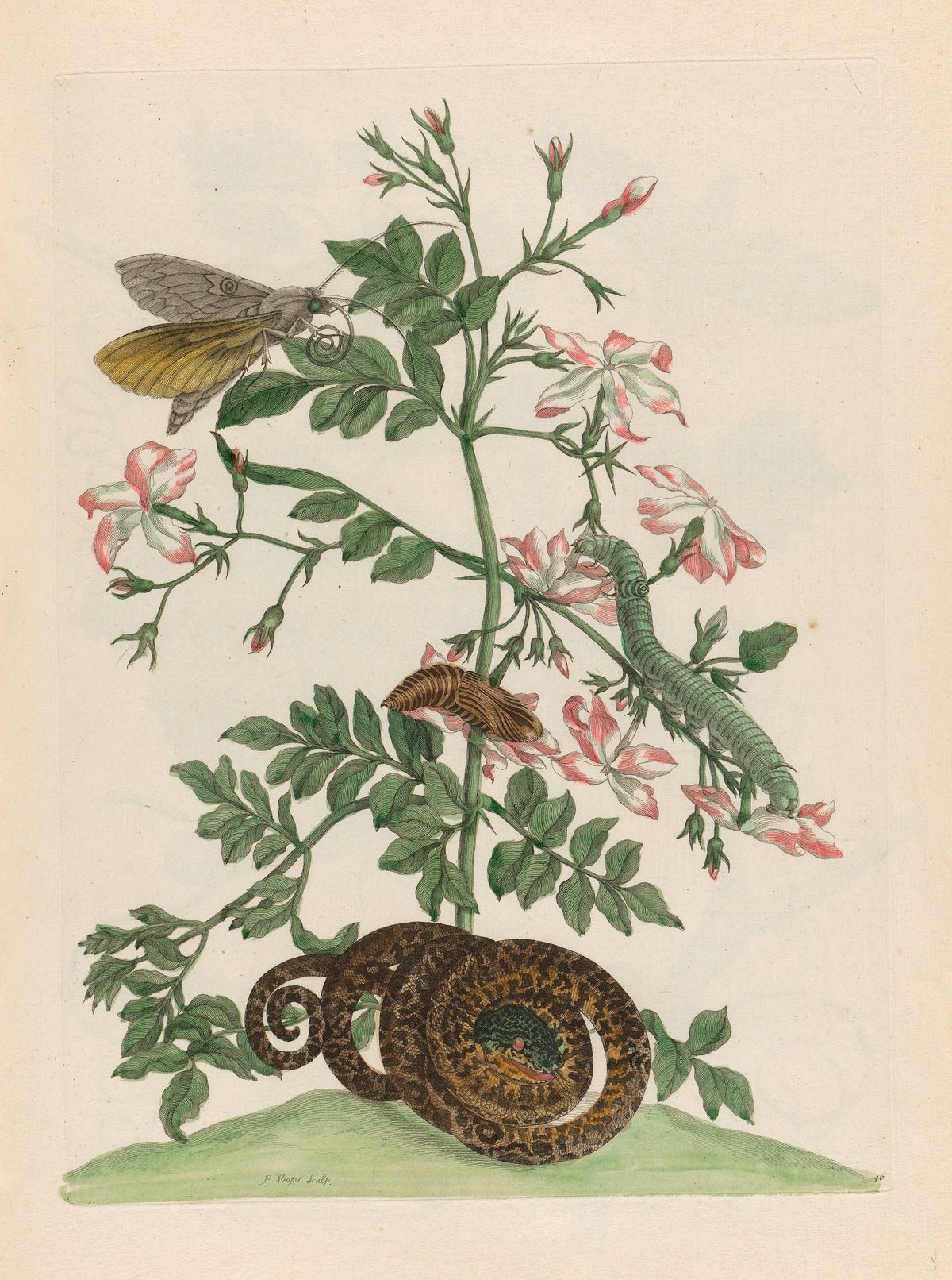 Metamorphosis of the Insects of Surinam: Jasminum grandiflorum by Maria Sibylla Merian — Pink-tinged jasmine blooms above a coiled snake