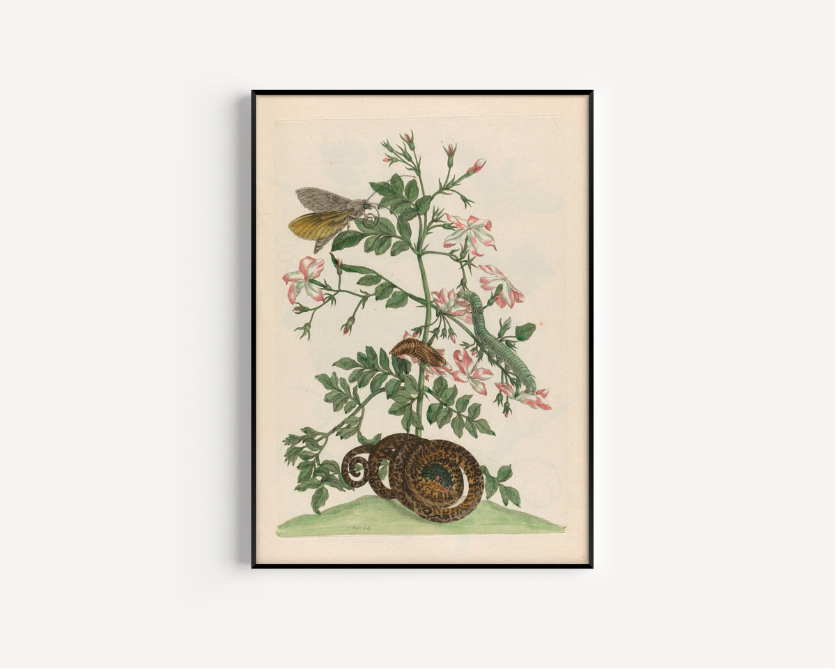 Framed art print of Metamorphosis of the Insects of Surinam: Jasminum grandiflorum by Maria Sibylla Merian, in a slim black frame on a plain white wall