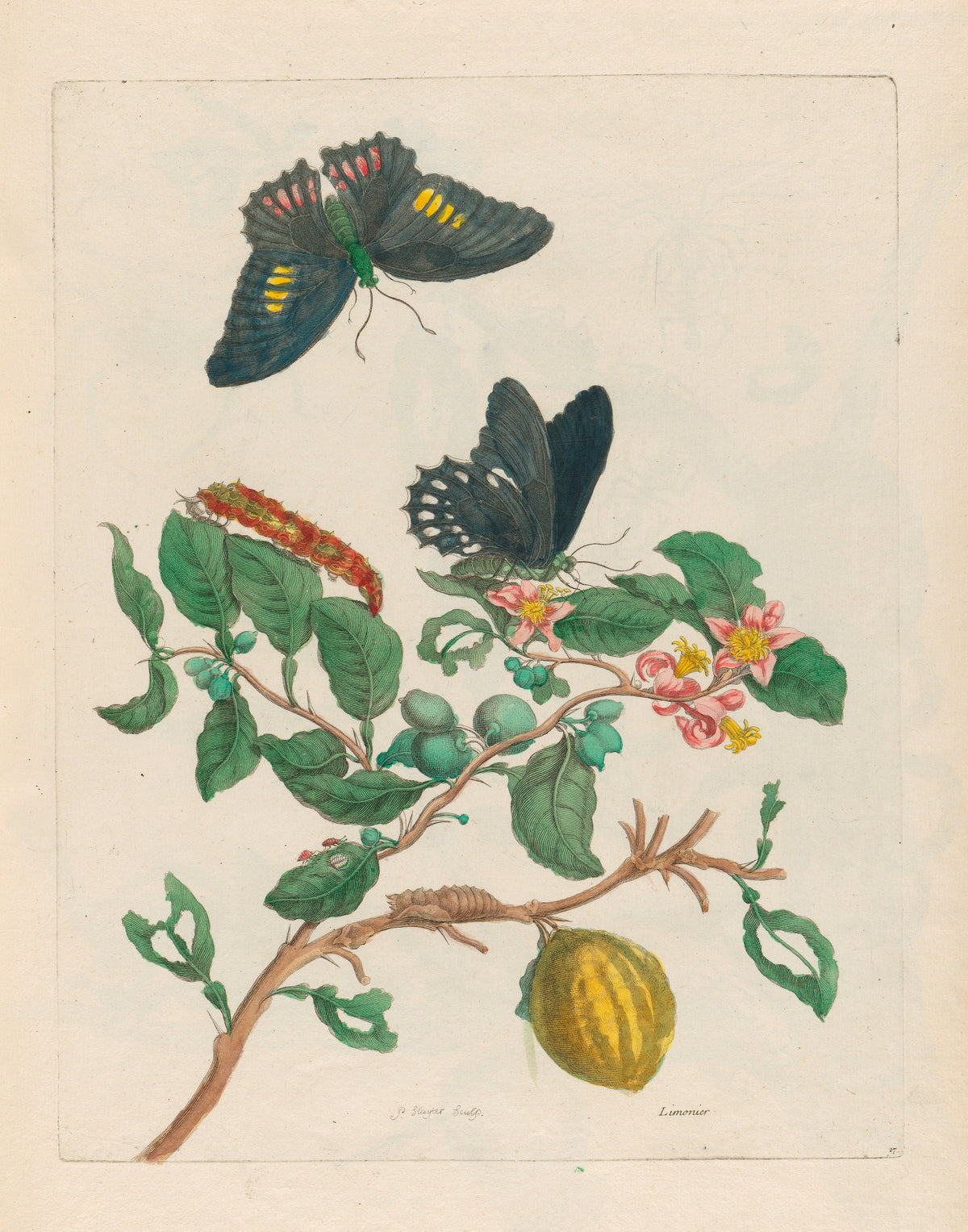 Metamorphosis of the Insects of Surinam: Limonier by Maria Sibylla Merian — Pink blossom, a lemon and two dark butterflies on a thorny branch