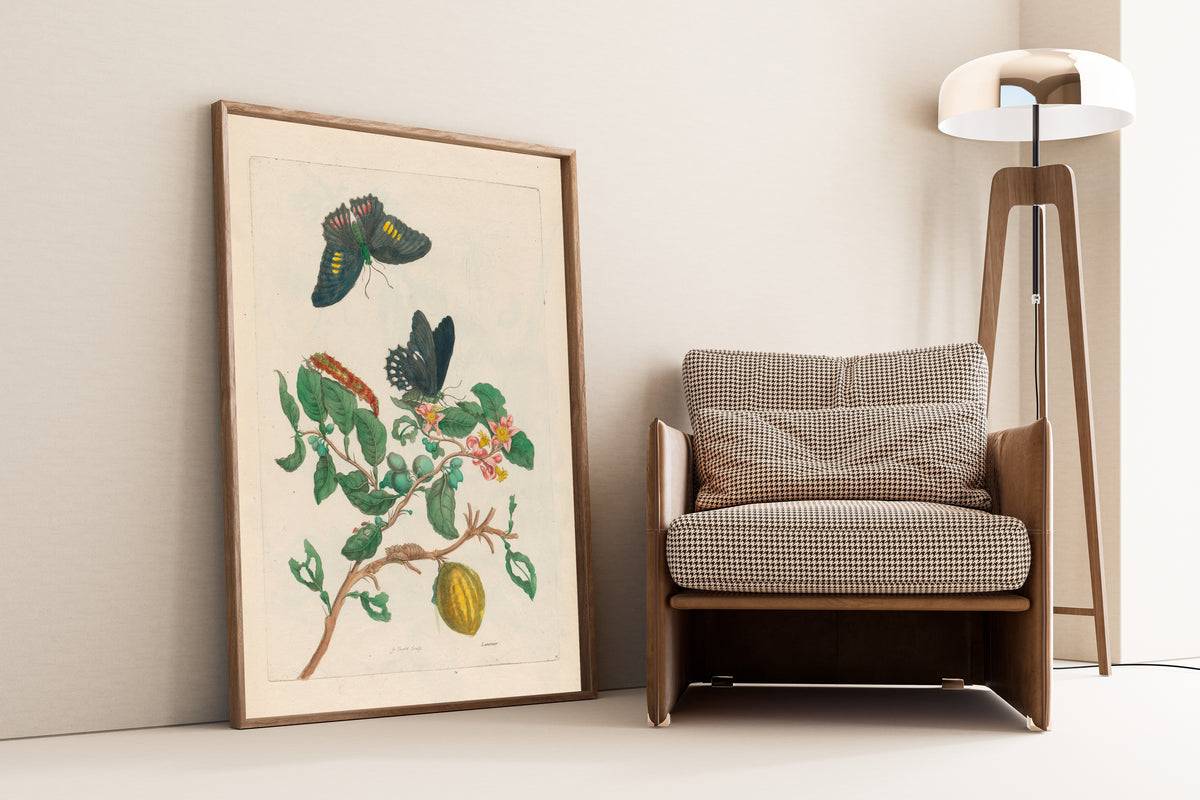 Framed art print of Metamorphosis of the Insects of Surinam: Limonier by Maria Sibylla Merian, leaning against a wall beside an armchair and a floor lamp