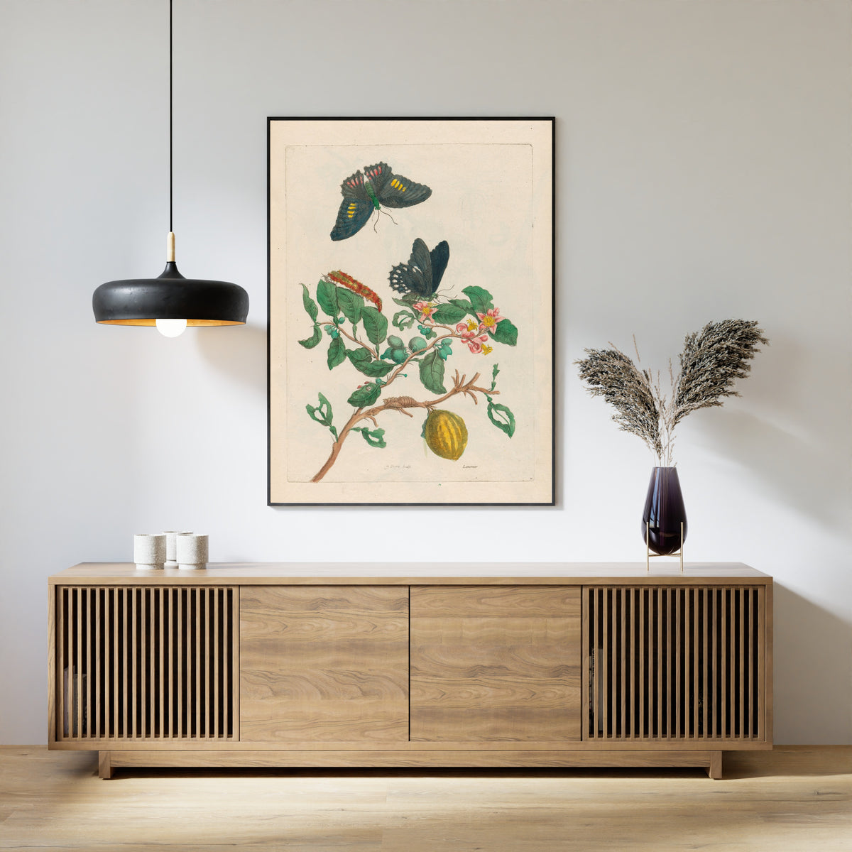 Framed art print of Metamorphosis of the Insects of Surinam: Limonier by Maria Sibylla Merian, above a slatted wood sideboard