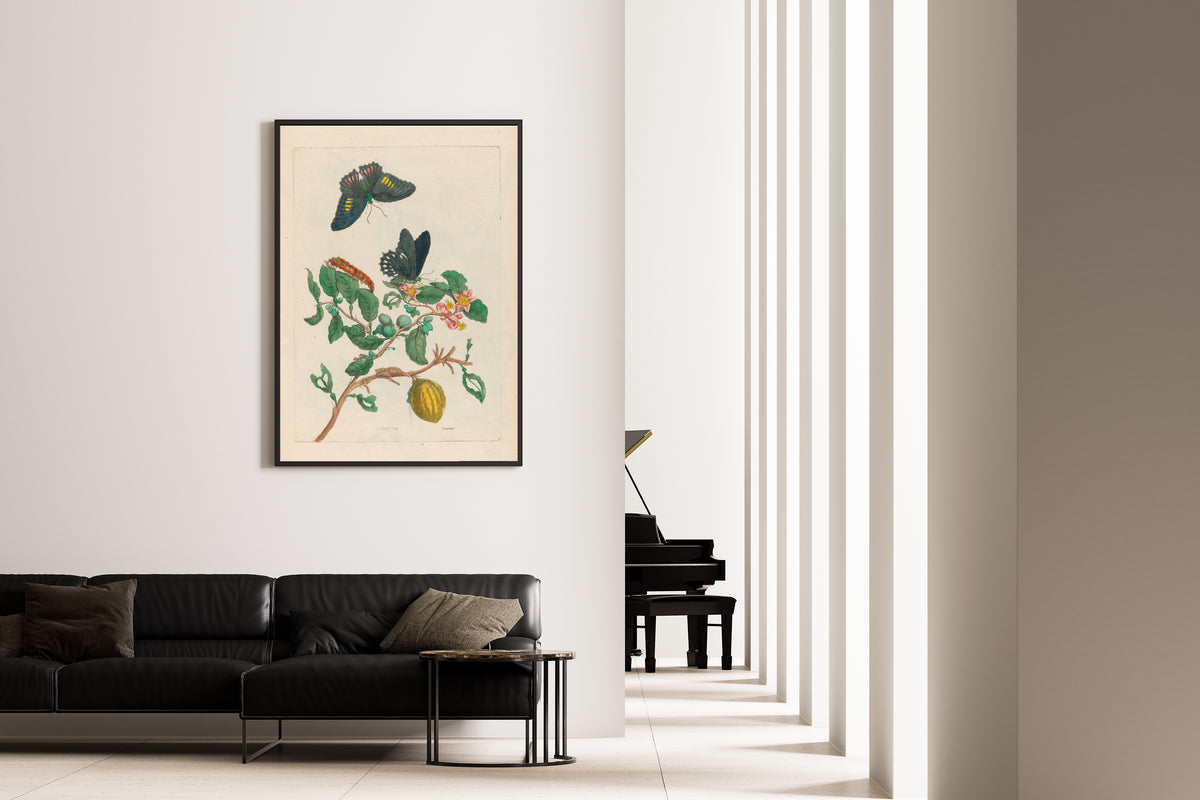 Framed art print of Metamorphosis of the Insects of Surinam: Limonier by Maria Sibylla Merian, on the wall of a minimal living room