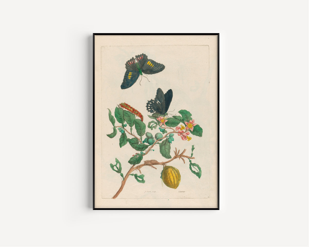 Framed art print of Metamorphosis of the Insects of Surinam: Limonier by Maria Sibylla Merian, in a slim black frame on a plain white wall