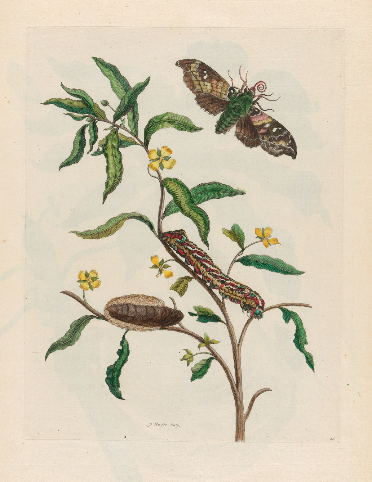 Metamorphosis of the Insects of Surinam: Ludwigia octovalvis by Maria Sibylla Merian — A striped caterpillar and a large moth on a yellow-flowered branch