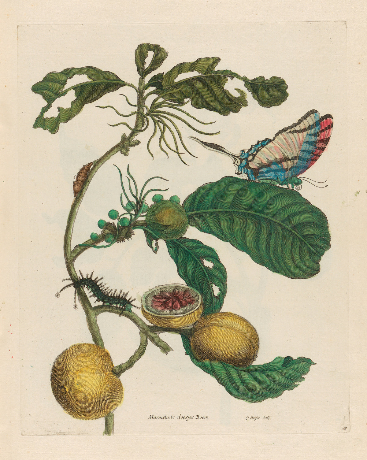 Metamorphosis of the Insects of Surinam: Marmelade doosjes Boom by Maria Sibylla Merian — Yellow fruit, one cut to show crimson seeds, and a striped butterfly