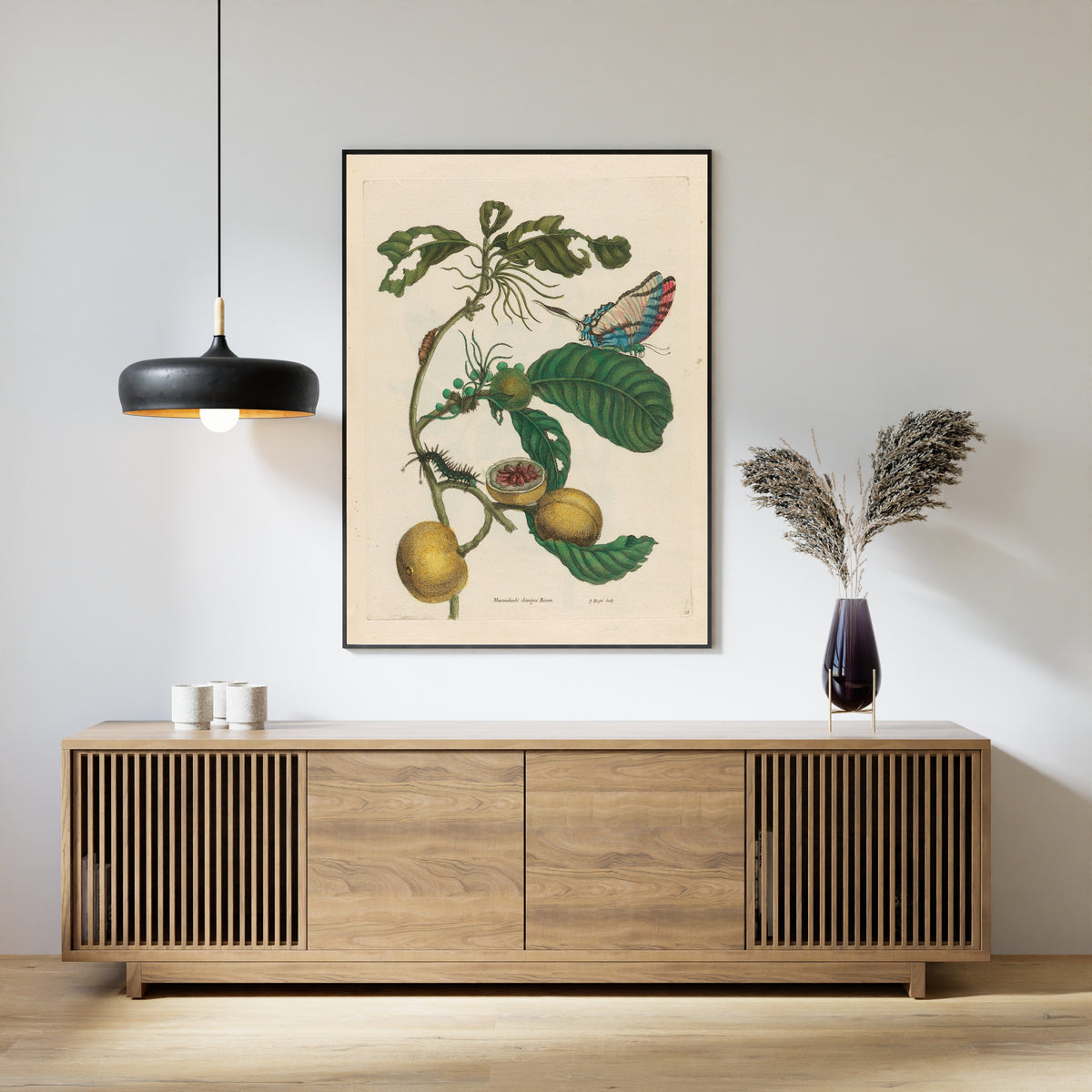 Framed art print of Metamorphosis of the Insects of Surinam: Marmelade doosjes Boom by Maria Sibylla Merian, above a slatted wood sideboard