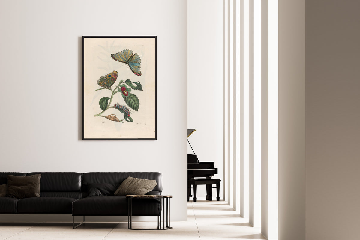 Framed art print of Metamorphosis of the Insects of Surinam: Neflier by Maria Sibylla Merian, on the wall of a minimal living room