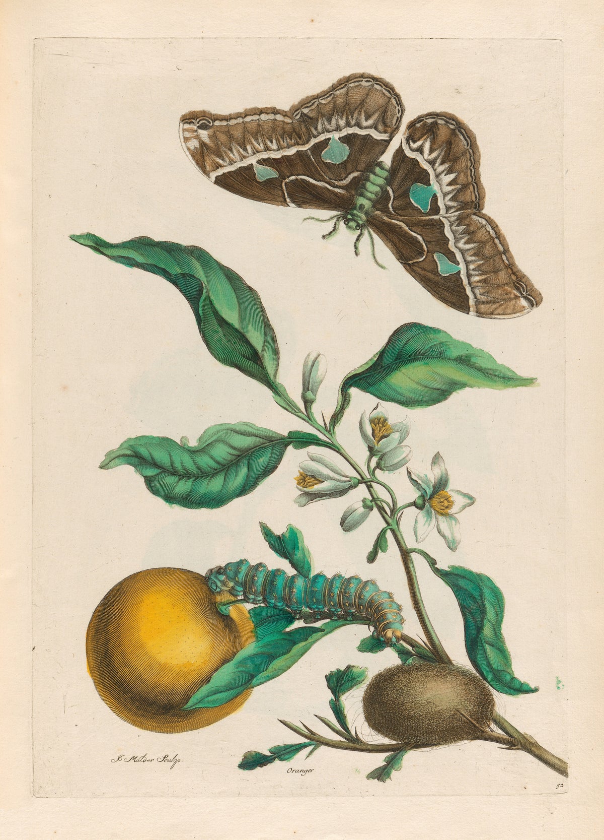 Metamorphosis of the Insects of Surinam: Oranger by Maria Sibylla Merian — An orange branch in blossom with a moth, caterpillar and cocoon