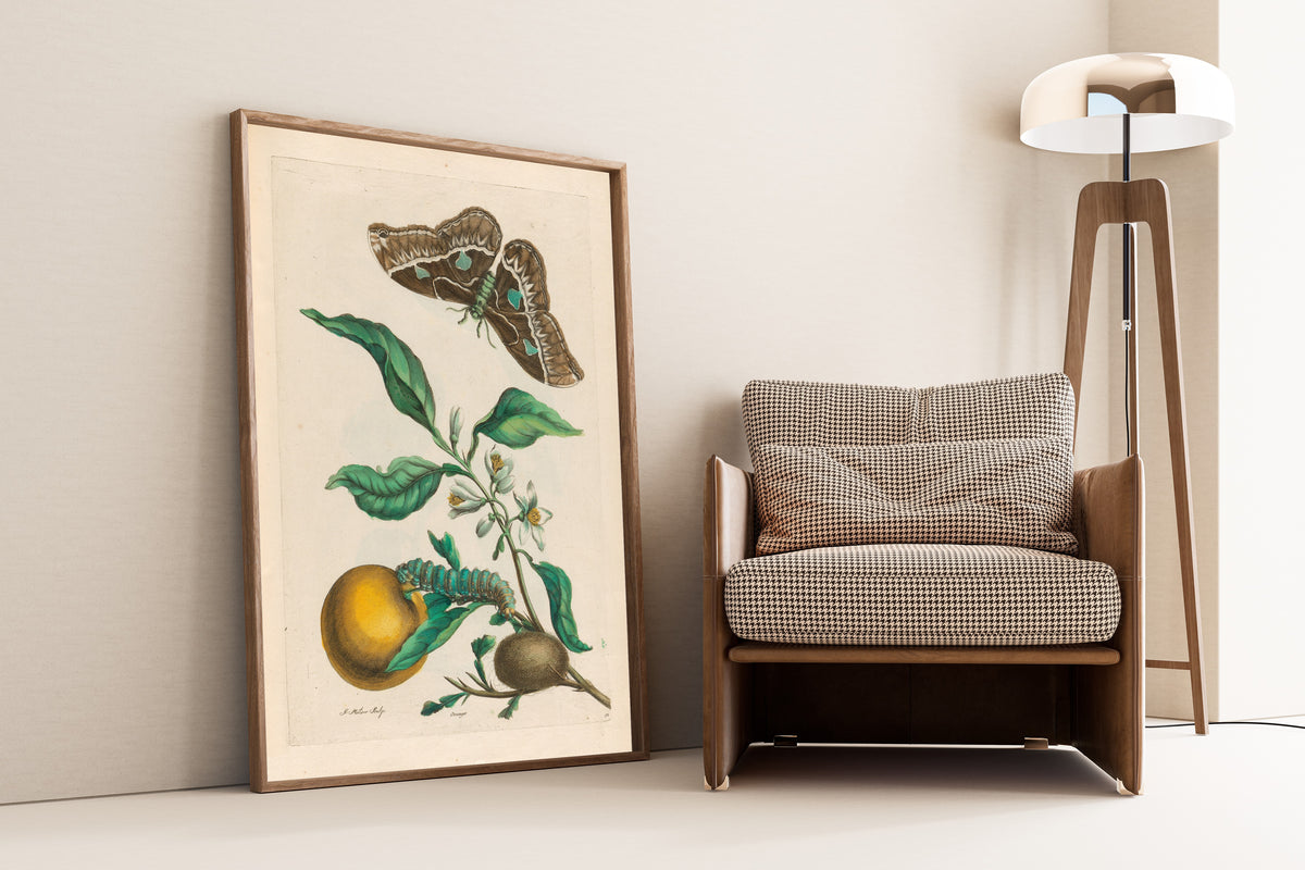 Framed art print of Metamorphosis of the Insects of Surinam: Oranger by Maria Sibylla Merian, leaning against a wall beside an armchair and a floor lamp