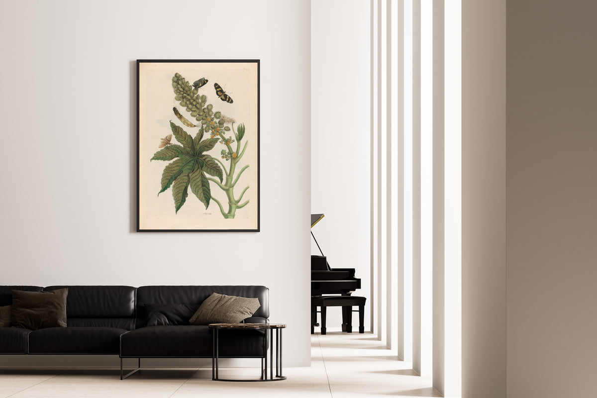 Framed art print of Metamorphosis of the Insects of Surinam: Palma Christi by Maria Sibylla Merian, on the wall of a minimal living room