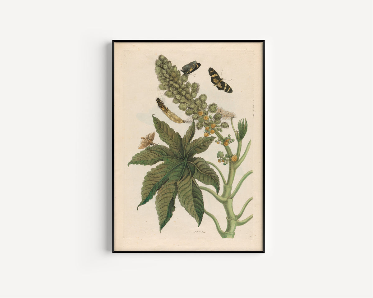 Framed art print of Metamorphosis of the Insects of Surinam: Palma Christi by Maria Sibylla Merian, in a slim black frame on a plain white wall