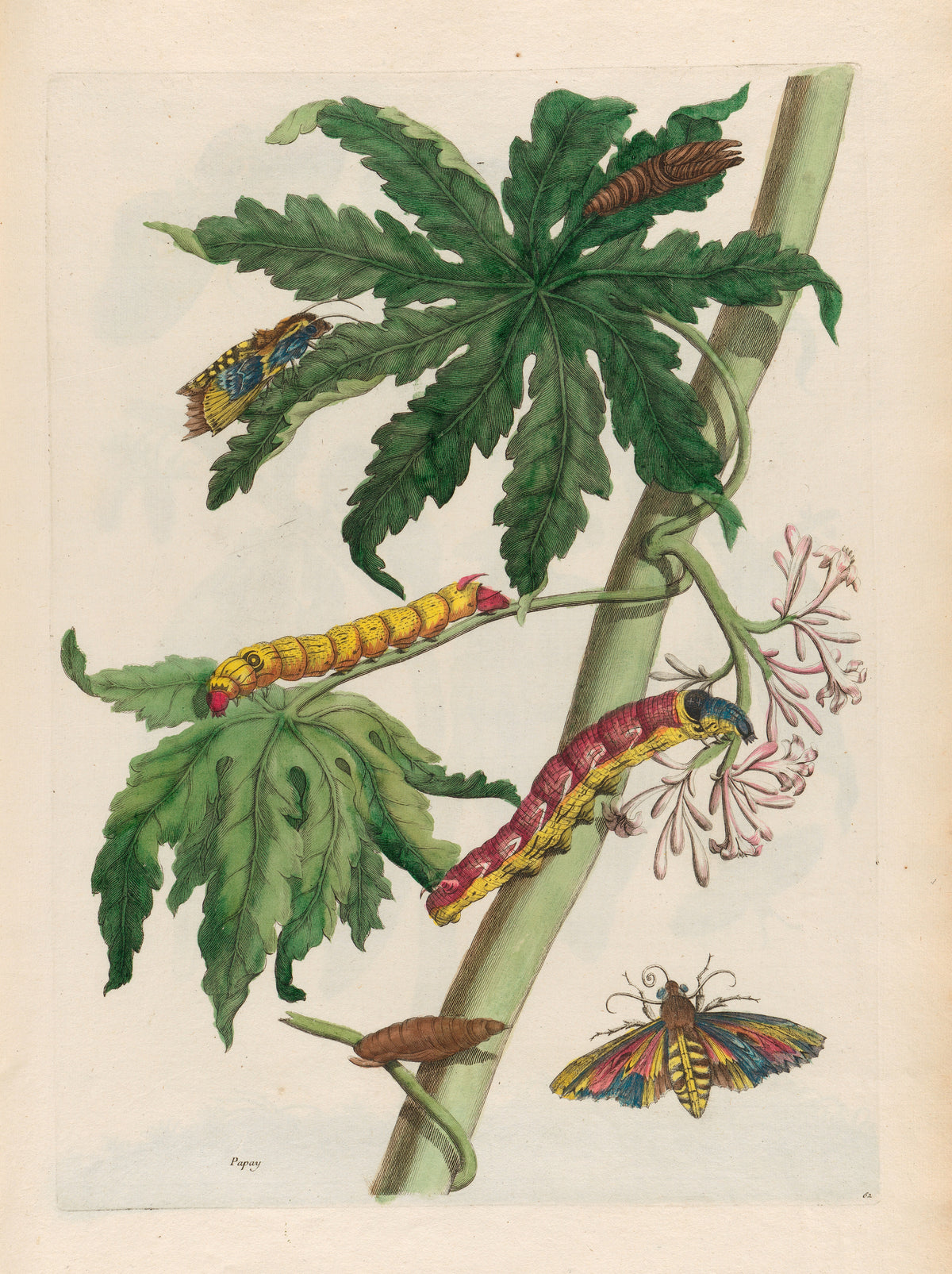 Metamorphosis of the Insects of Surinam: Papay by Maria Sibylla Merian — Papaya leaves, a pink flower cluster and two bright caterpillars