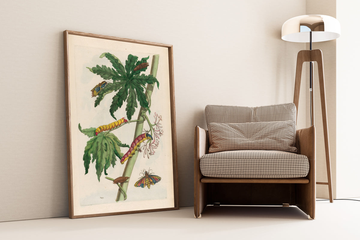 Framed art print of Metamorphosis of the Insects of Surinam: Papay by Maria Sibylla Merian, leaning against a wall beside an armchair and a floor lamp
