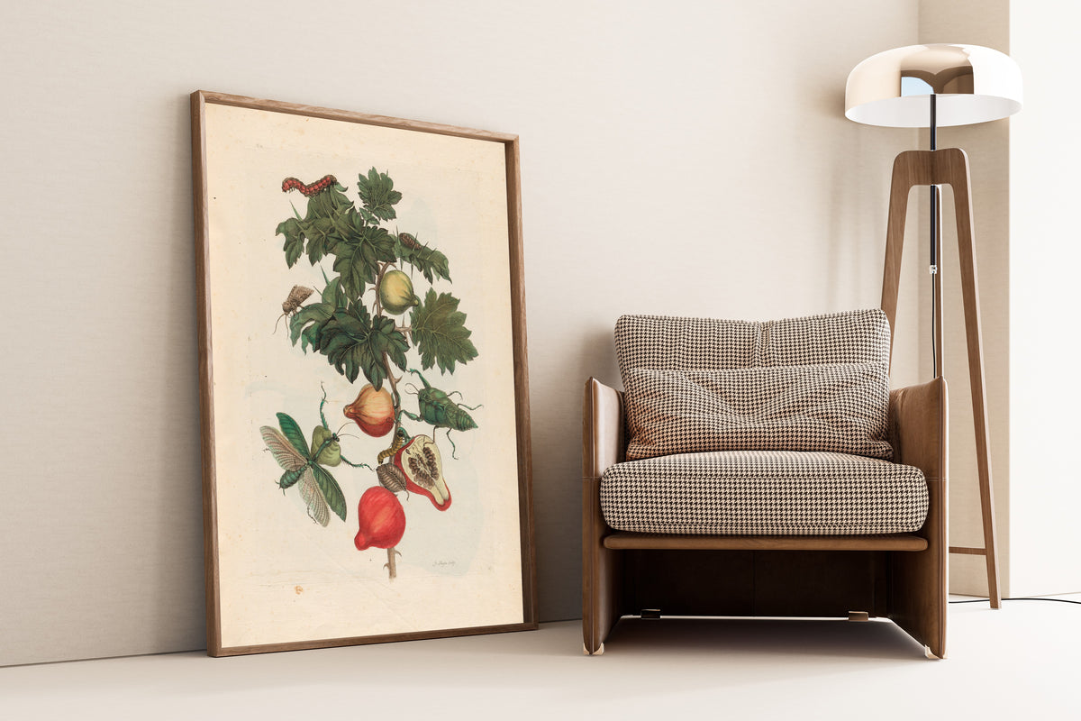 Framed art print of Metamorphosis of the Insects of Surinam: Pomme de Sodome by Maria Sibylla Merian, leaning against a wall beside an armchair and a floor lamp