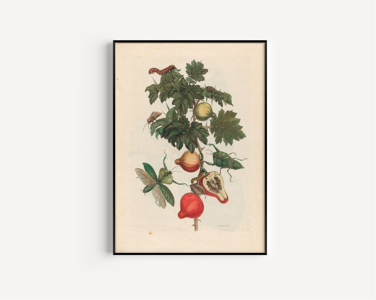 Framed art print of Metamorphosis of the Insects of Surinam: Pomme de Sodome by Maria Sibylla Merian, in a slim black frame on a plain white wall
