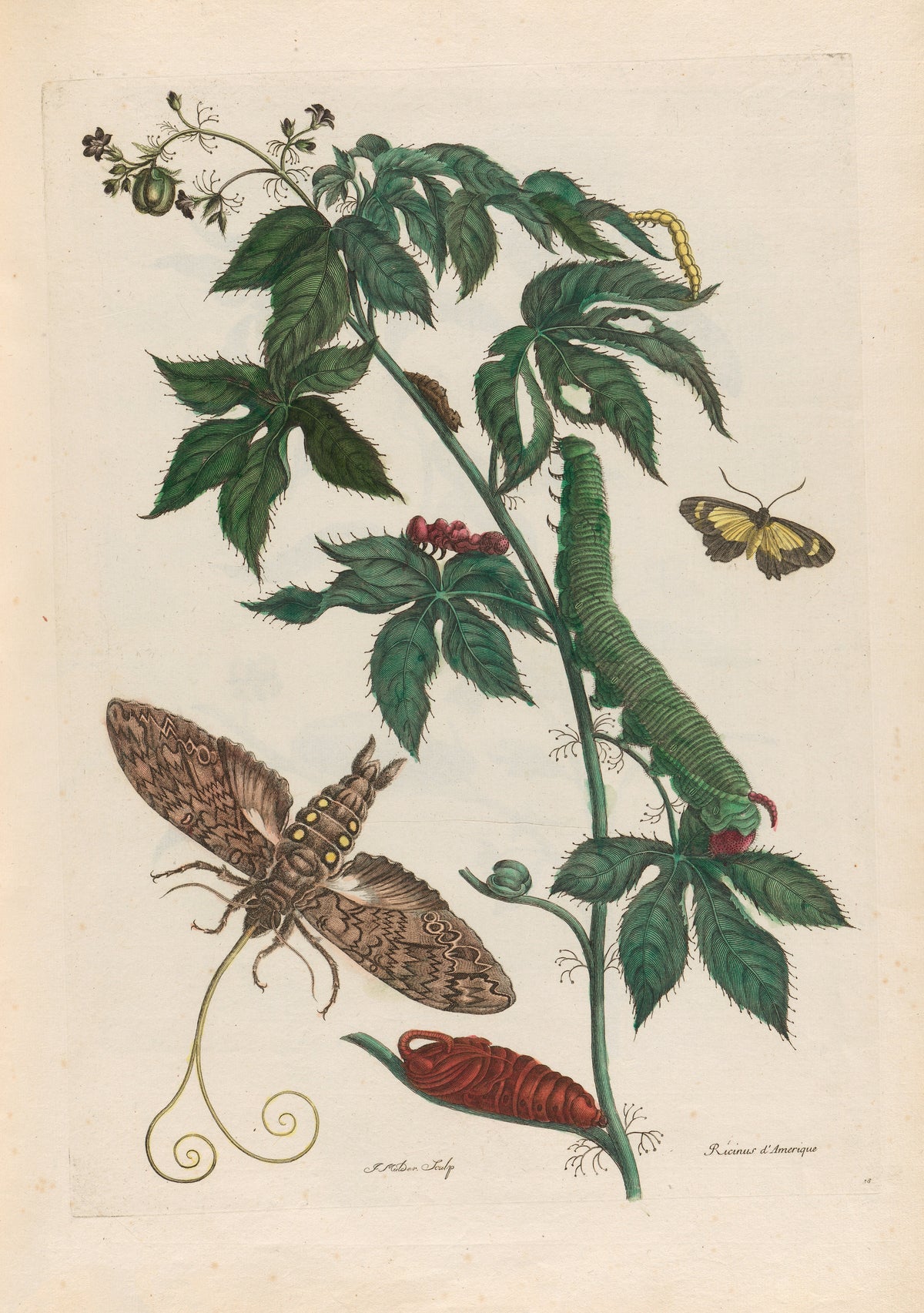 Metamorphosis of the Insects of Surinam: Ricinus d’Amerique by Maria Sibylla Merian — A green caterpillar, a red pupa and a big moth on a lobed-leaf stem
