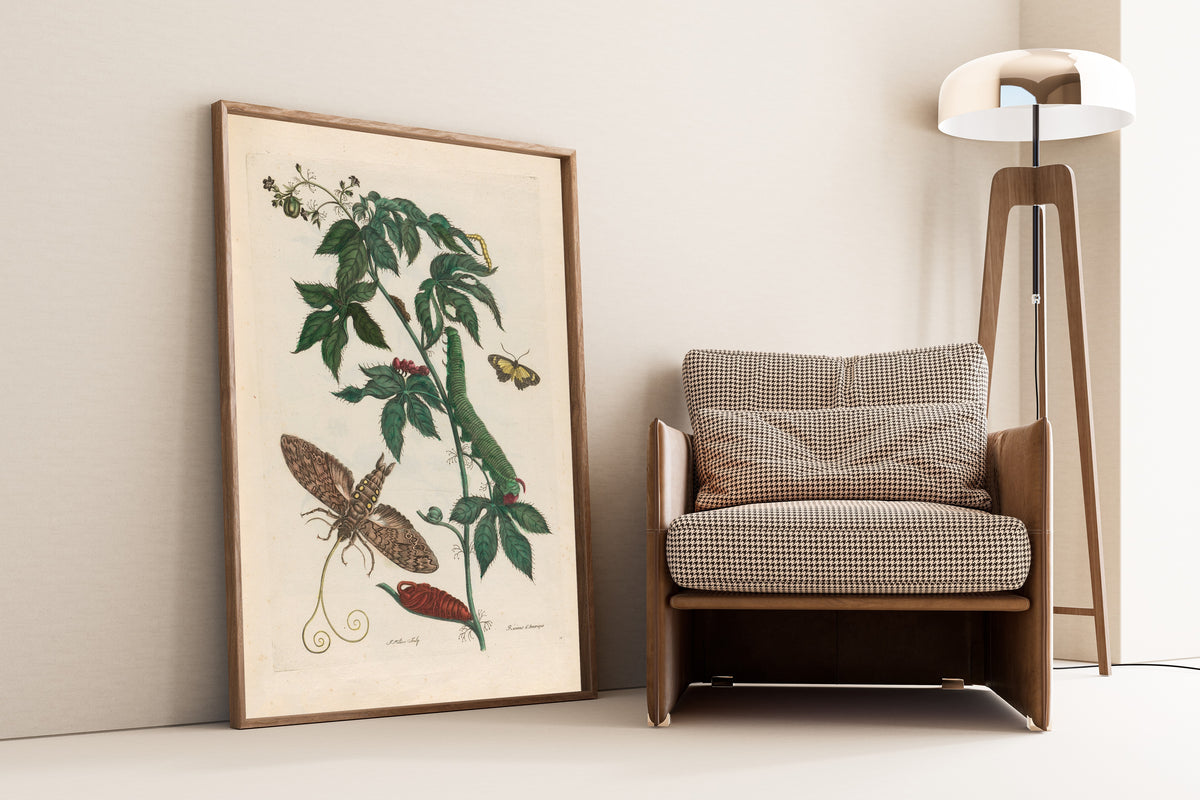 Framed art print of Metamorphosis of the Insects of Surinam: Ricinus… by Maria Sibylla Merian, leaning against a wall beside an armchair and a floor lamp
