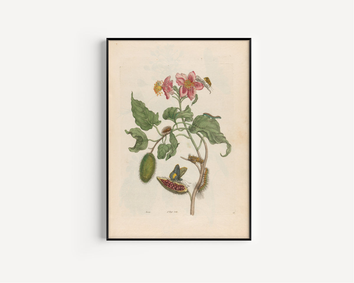 Framed art print of Metamorphosis of the Insects of Surinam: Rocu by Maria Sibylla Merian, in a slim black frame on a plain white wall