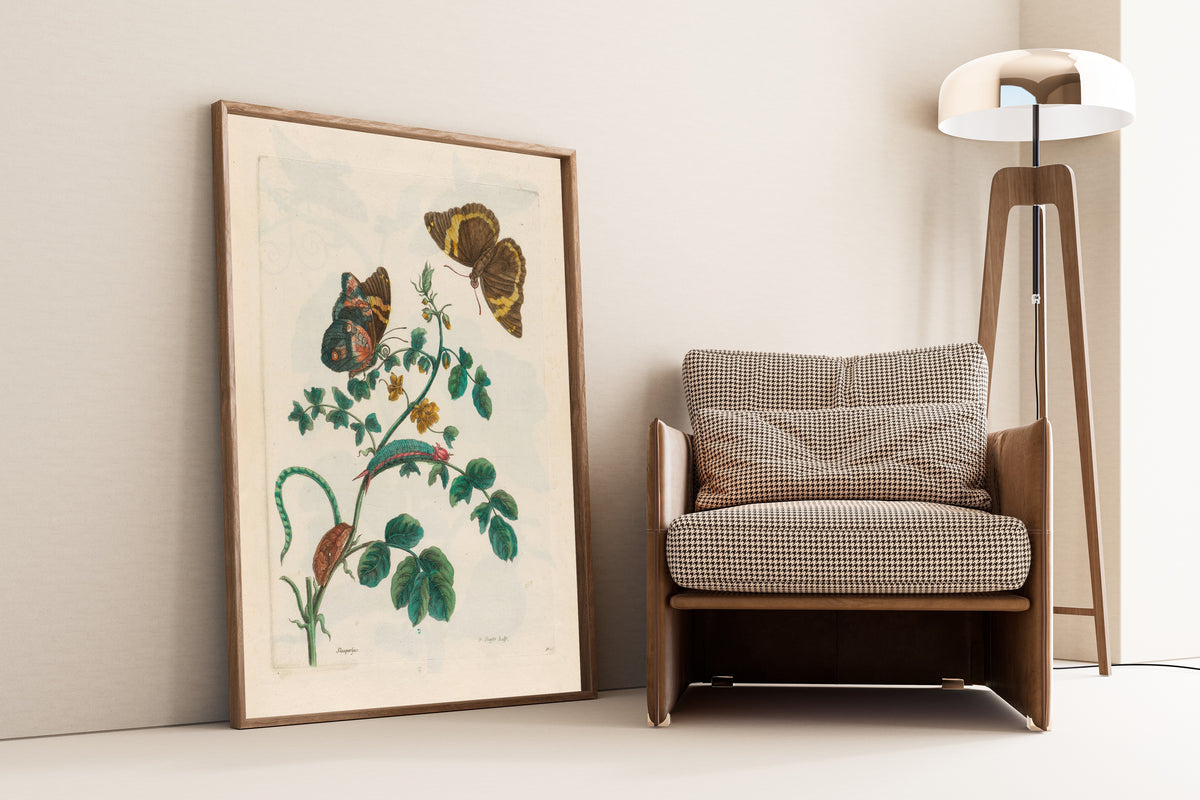 Framed art print of Metamorphosis of the Insects of Surinam: Slaaperljes by Maria Sibylla Merian, leaning against a wall beside an armchair and a floor lamp