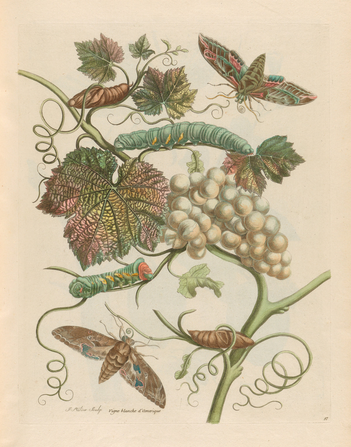 Metamorphosis of the Insects of Surinam: Vigne blanche d’Amerique by Maria Sibylla Merian — A bunch of pale grapes, two moths and two caterpillars on a vine