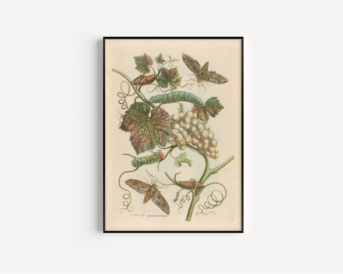 Framed art print of Metamorphosis of the Insects of Surinam: Vigne blanche d’Amerique by Maria Sibylla Merian, in a slim black frame on a plain white wall