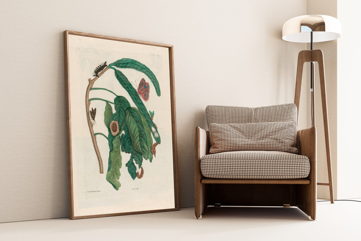 Framed art print of Metamorphosis of the Insects of Surinam: Zoete… by Maria Sibylla Merian, leaning against a wall beside an armchair and a floor lamp