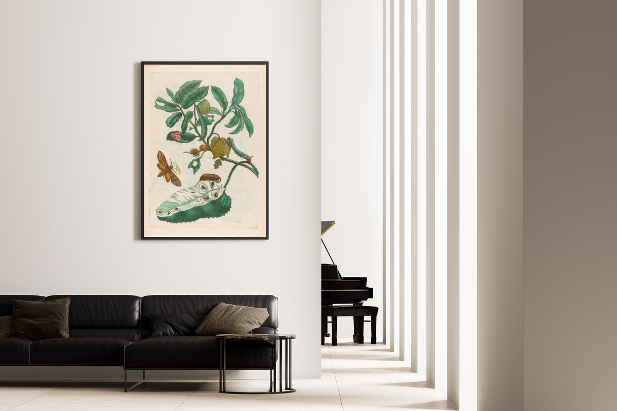 Framed art print of Metamorphosis of the Insects of Surinam: Zuursak by Maria Sibylla Merian, on the wall of a minimal living room