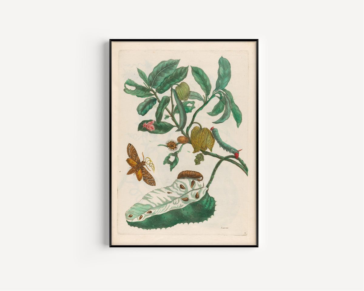 Framed art print of Metamorphosis of the Insects of Surinam: Zuursak by Maria Sibylla Merian, in a slim black frame on a plain white wall